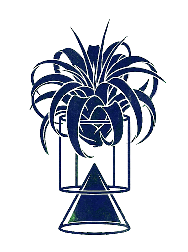 Ilustración botánica de aérea