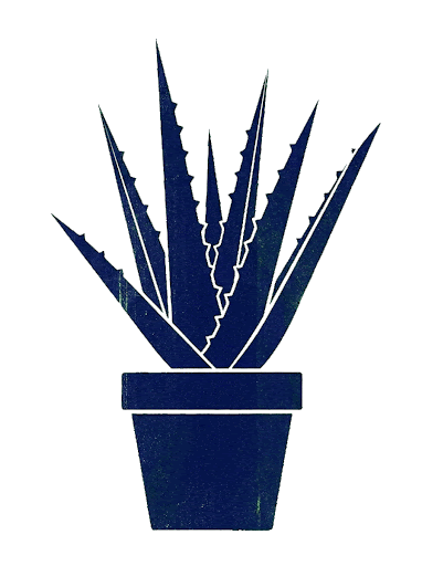 Ilustración botánica de aloe