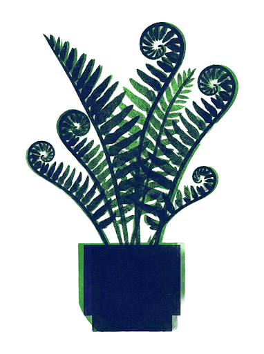 Ilustración botánica de helecho