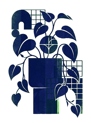 Ilustración botánica de potos